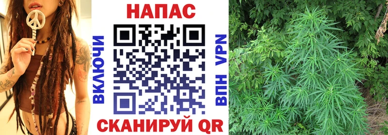 Купить где  Почеп  Конопля планчик 